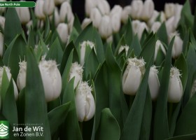 Tulipa North Pole ® (3)